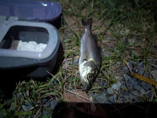 セイゴ（マルスズキ）の釣果
