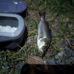 セイゴ（マルスズキ）