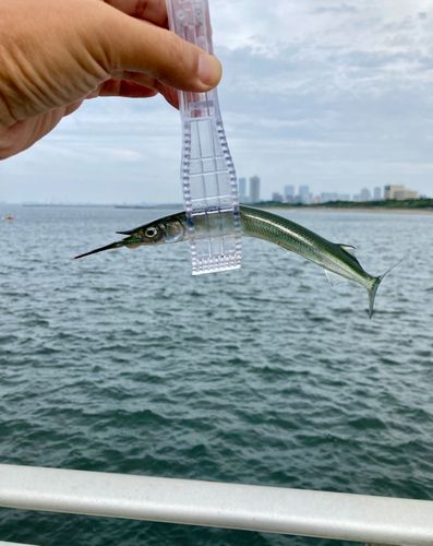 サヨリの釣果