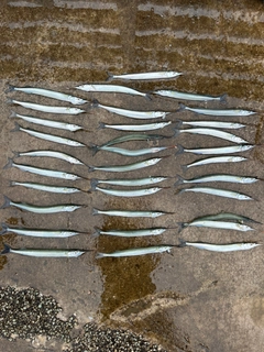 サヨリの釣果