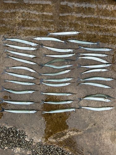 サヨリの釣果