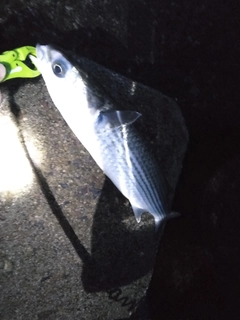 ボラの釣果