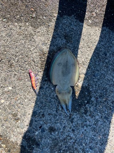 コウイカの釣果