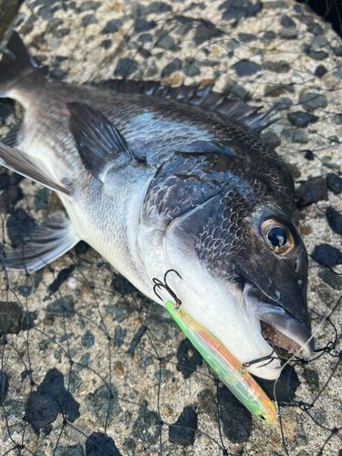 クロダイの釣果