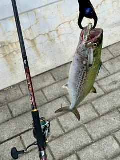 サゴシの釣果