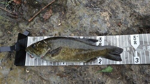 スモールマウスバスの釣果