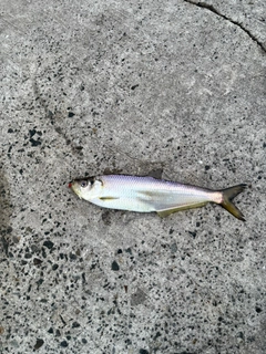 サゴシの釣果