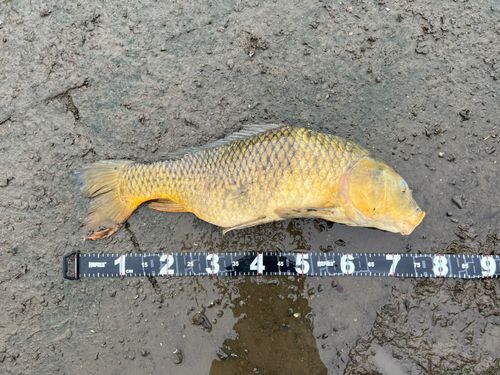 コイの釣果