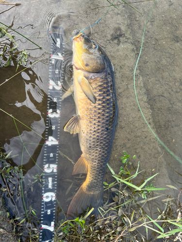 コイの釣果