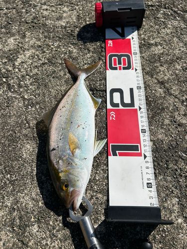 ネリゴの釣果
