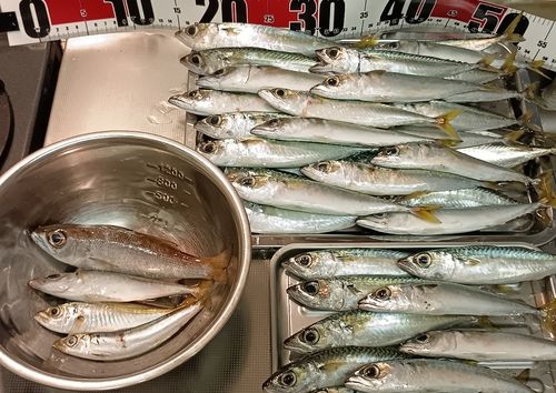 アジの釣果