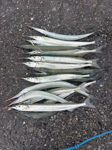サヨリの釣果