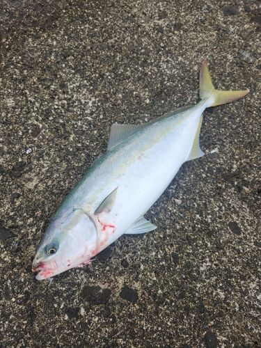 イナダの釣果
