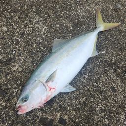 イナダ
