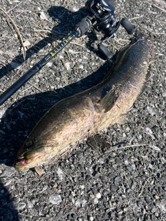 ライギョの釣果