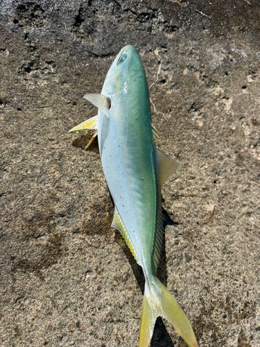 ワカシの釣果