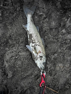 マルスズキの釣果