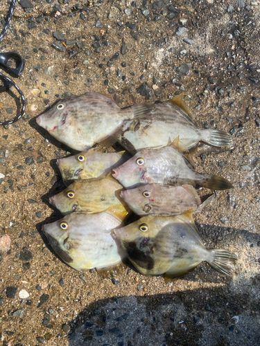 カワハギの釣果