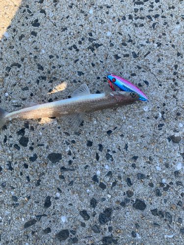 エソの釣果