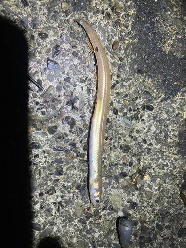 アナゴの釣果