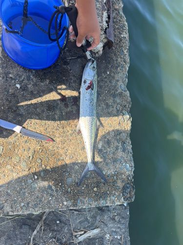 サゴシの釣果