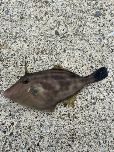 ウマヅラハギの釣果
