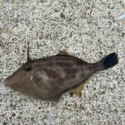 ウマヅラハギ