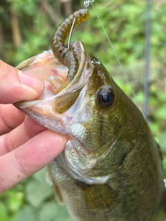 ラージマウスバスの釣果