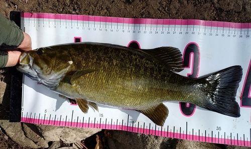 スモールマウスバスの釣果