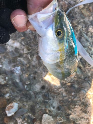 ワカシの釣果
