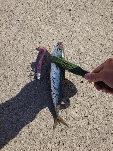 サバの釣果