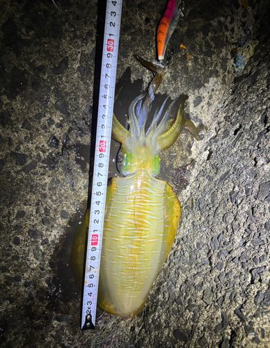 アオリイカの釣果