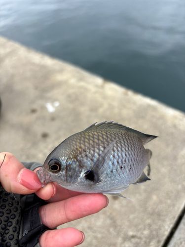 スズメダイの釣果