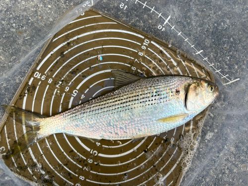 コノシロの釣果