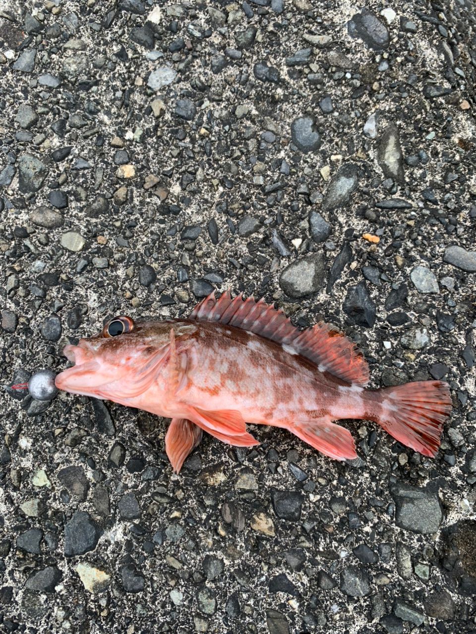 カサゴ
