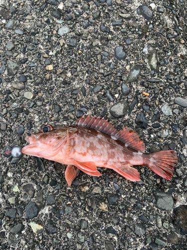 カサゴの釣果