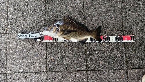 クロダイの釣果
