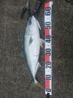 イナダの釣果