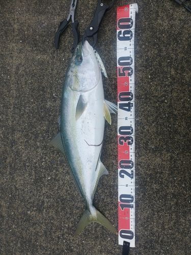 イナダの釣果