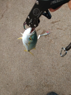 ワカシの釣果