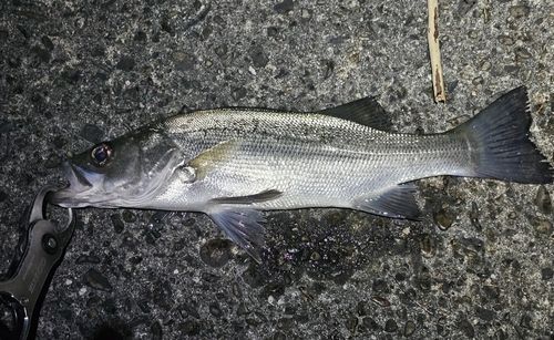 セイゴ（ヒラスズキ）の釣果