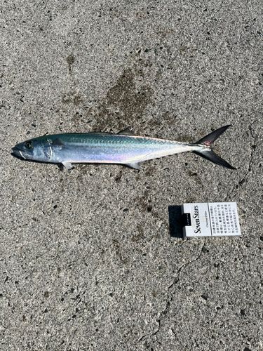 サゴシの釣果