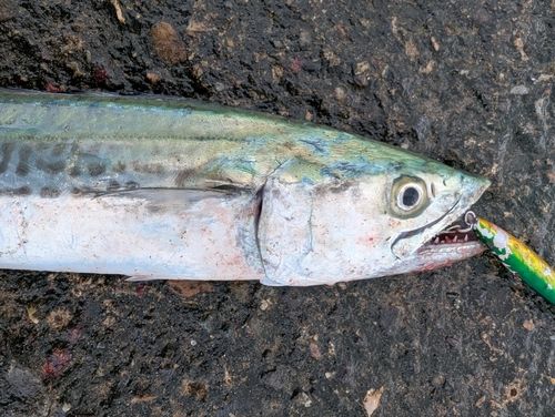 サゴシの釣果