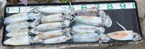 アオリイカの釣果