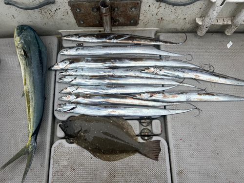 タチウオの釣果