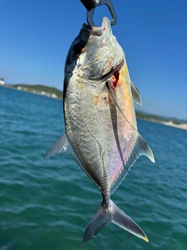 メッキの釣果