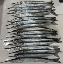 サヨリの釣果