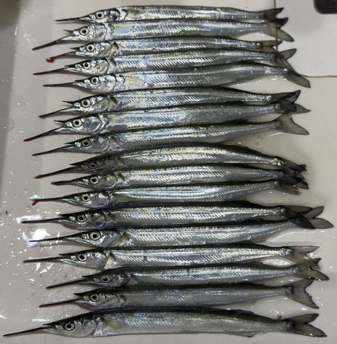 サヨリの釣果