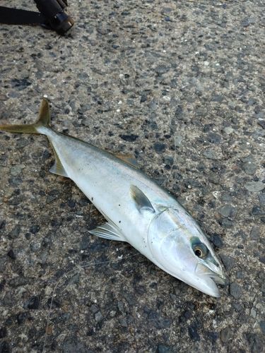 ハマチの釣果