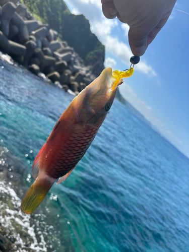釣果